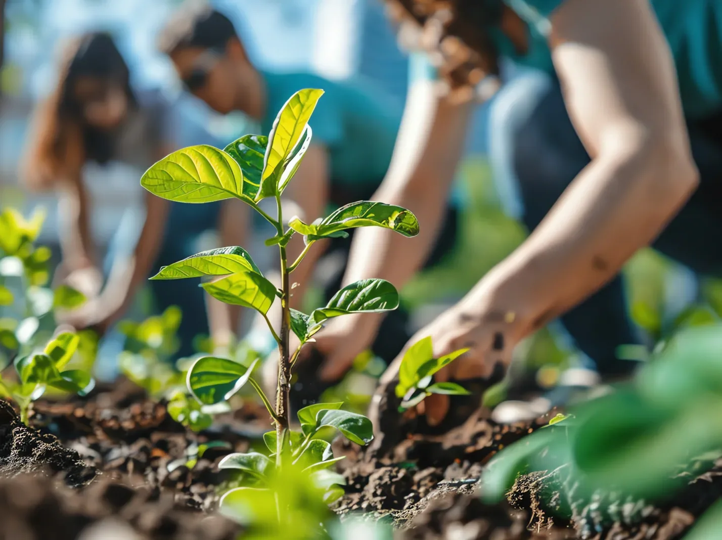 People working in a community garden